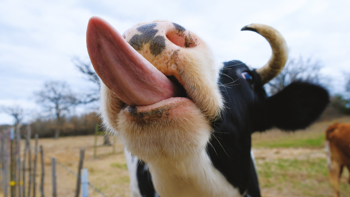 A black and white bovine with large horns stands in a paddock poking out it's tongue.