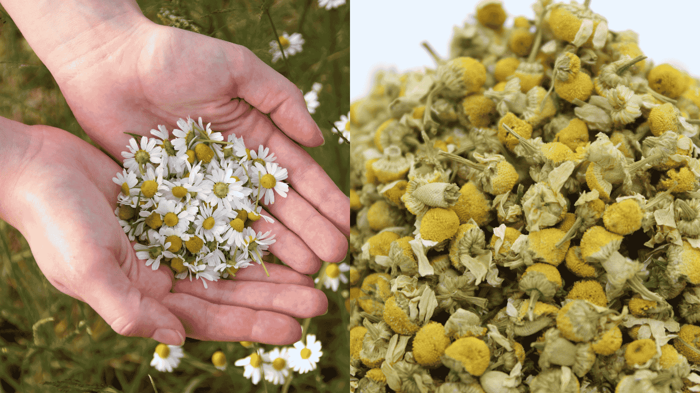 Fresh chamomile flowers cradled gently in cupped hands alongside a pile of dried chamomile flowers, showcasing the beauty of this calming herb in both its fresh and dried forms.
