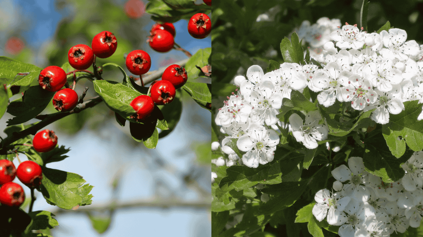 A hawthorn tree adorned with clusters of vibrant red berries, nestled among lush green leaves. The branches are covered in small, sharp thorns, adding to the plant’s rugged beauty. Sunlight filters through the foliage, highlighting the rich color of the berries, which have long been cherished in herbal traditions for heart support and folklore magic. Also shown in a Hawthorn tree in full flower.