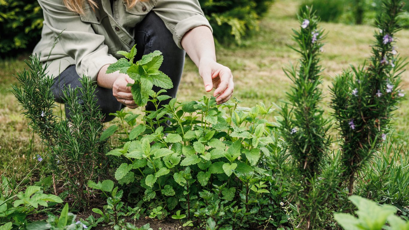 A woman crouched down in the garden picking a gorgeously healthy green lemon balm plant.