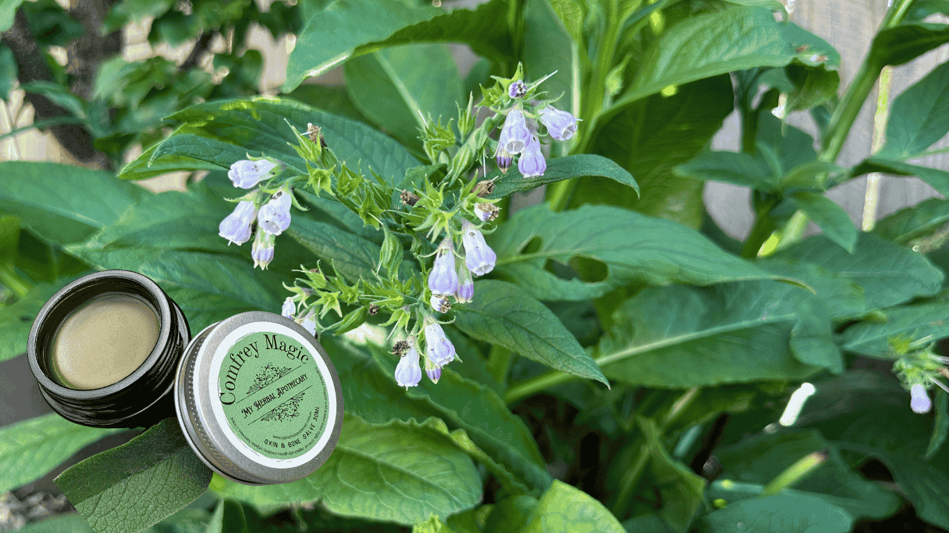 Comfrey Magic Skin & Bone Salve jar with blooming comfrey plant in the background