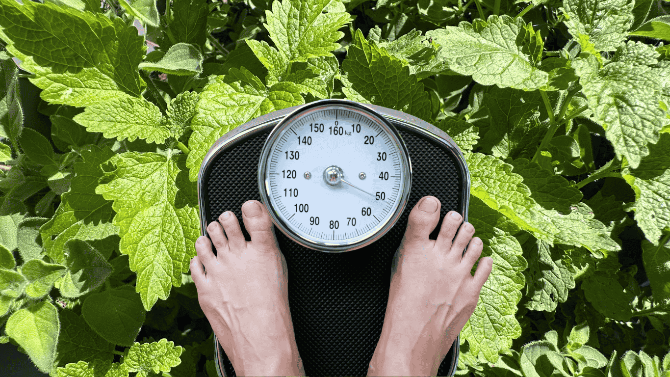 A pair of bare feet standing on a mechanical bathroom scale, surrounded by vibrant green lemon balm leaves. The scale shows a weight reading around 58 kg. The image visually connects lemon balm with weight-related themes, reflecting current wellness trends.