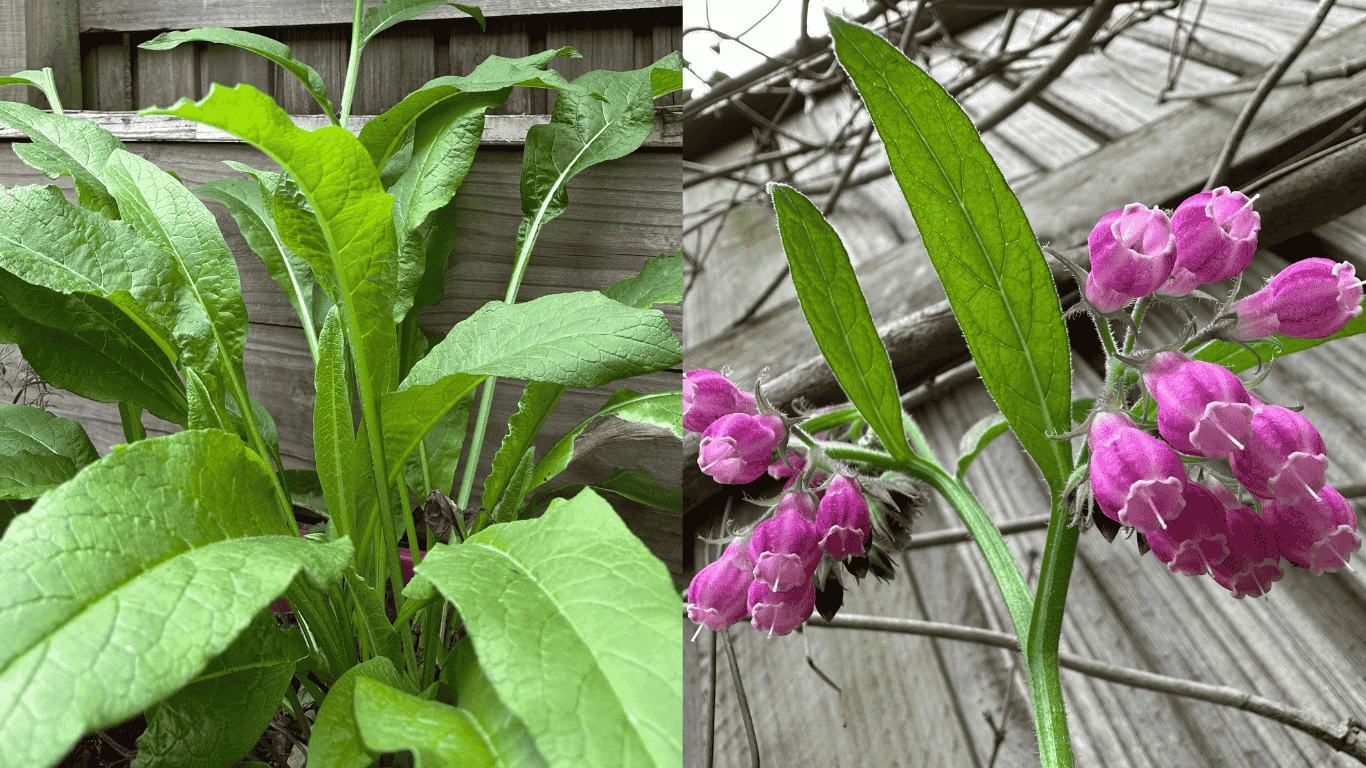 Side-by-side image of comfrey (Symphytum officinale), showing lush green leaves on the left and vibrant pink bell-shaped flowers on the right, growing against a rustic wooden fence.