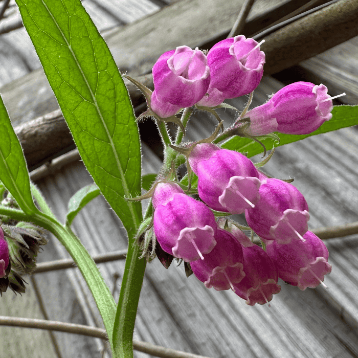 Close-up of vibrant purple comfrey flowers in bloom, highlighting their bell-shaped structure against a rustic wooden backdrop.