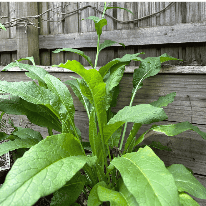 Young comfrey plant growing in a home garden, surrounded by lush green leaves and set against a timber fence background.