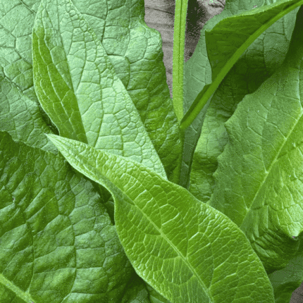 Detailed close-up of comfrey leaves, showcasing their rich green color and textured, veiny surface.