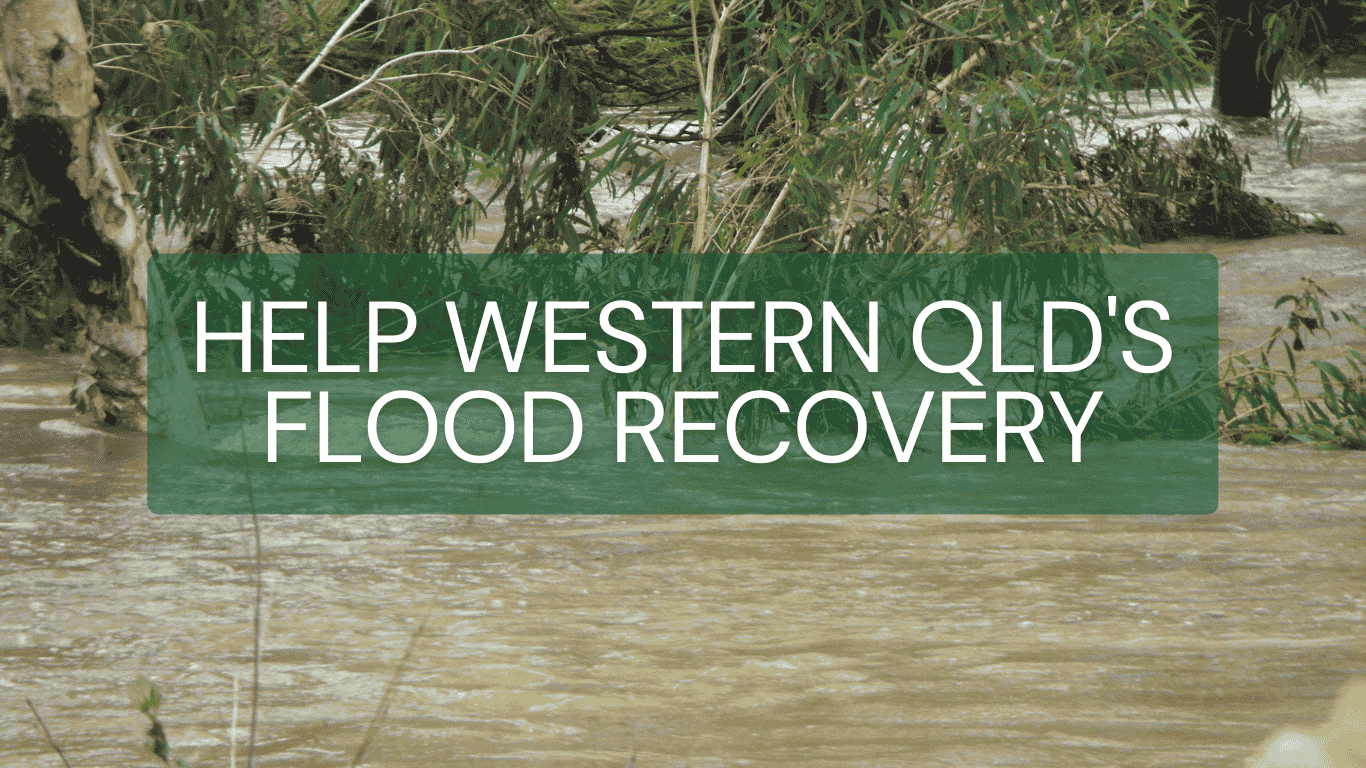Floodwaters in Western Queensland submerge eucalyptus trees, highlighting the devastation caused by recent flooding. Support flood recovery efforts to help affected communities rebuild.